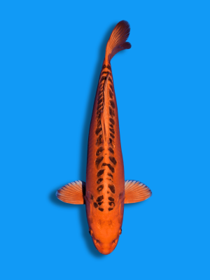 Mizuho Ogon | Koi&Co.